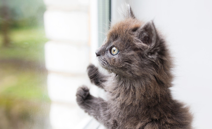 その他、子ねこを迎える前に考えておきたいこと