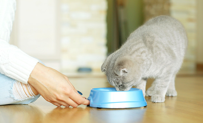 子猫の餌の与え方は？ミルクはいつまで？1歳までの子猫のごはんまとめ