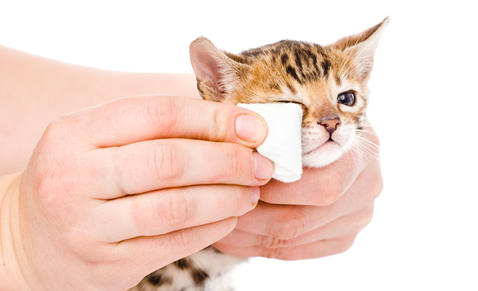 猫の目ヤ二トラブルは多い！自宅でのケア方法