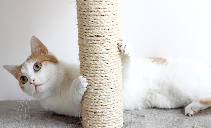 爪とぎのしつけは子ねこのうちに！