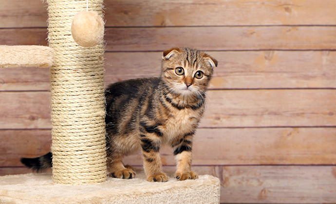 猫が爪とぎをするのはなぜ？その理由と爪とぎ対策