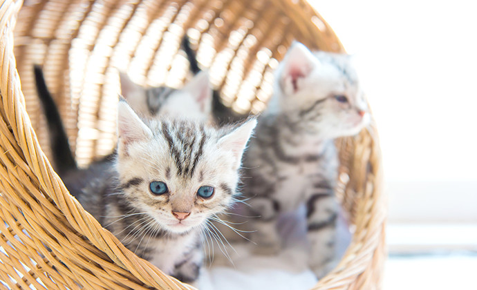 こんなにある！猫の主な習性や行動