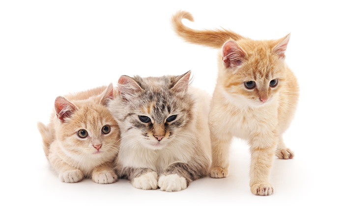 猫のしっぽでキモチが分かる!?まとめて解説！