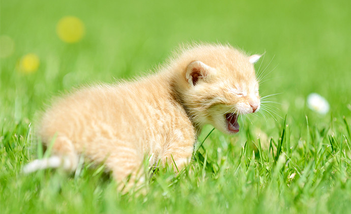 猫の鳴き声でキモチが分かる!?まとめて解説！