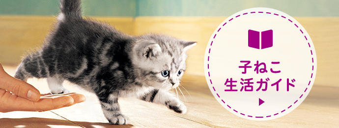 子ねこ生活ガイド