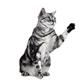 成猫用フード(1歳～7歳)